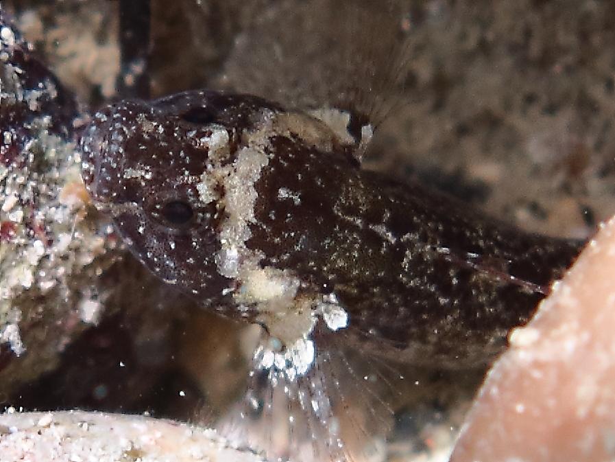 Millerigobius macrocephalus